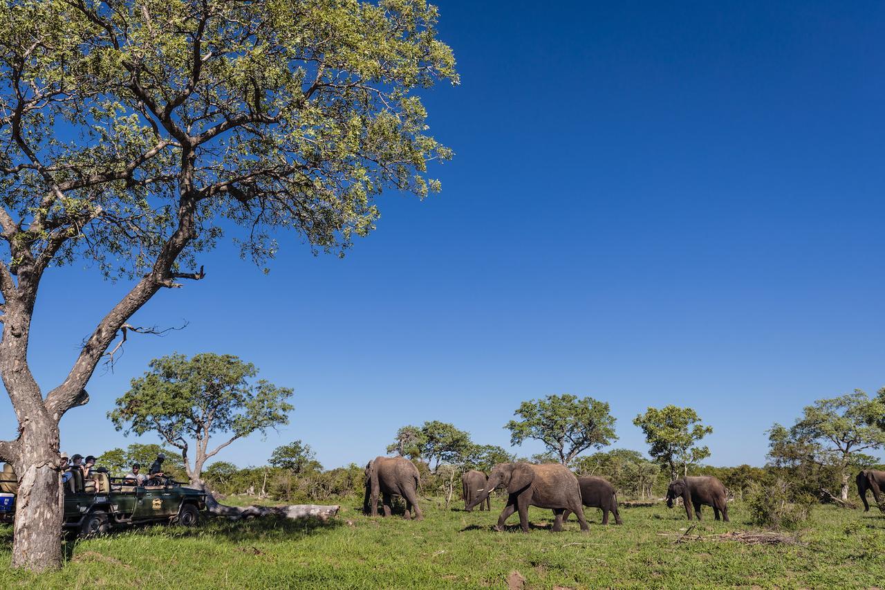 Shindzela Tented Camp Тімбаваті-Ґейм-Резерв Екстер'єр фото