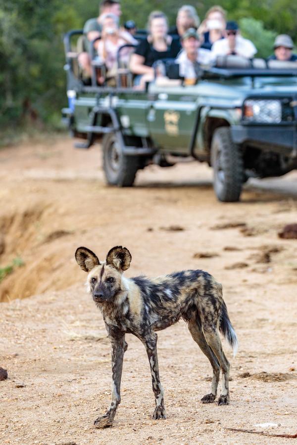 Shindzela Tented Camp Тімбаваті-Ґейм-Резерв Екстер'єр фото